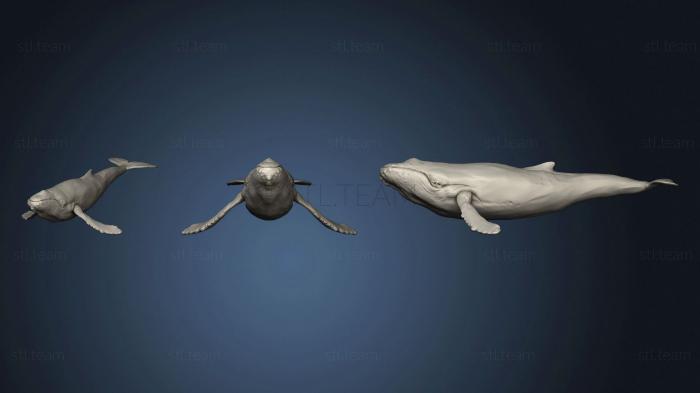 3D model Humpback Whale 2 2 (STL)