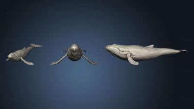 3D модель Горбатый кит 2 2 (STL)
