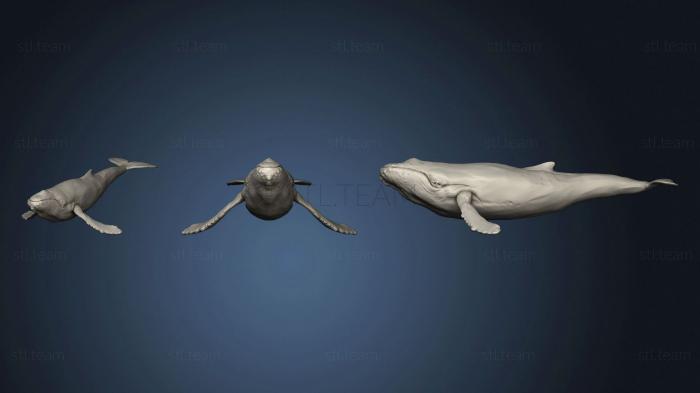3D model Humpback Whale (STL)