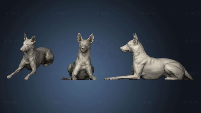 3D model Malinois Dog (STL)