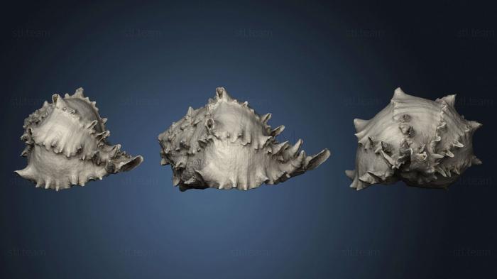 3D model Sea Shell 2 (STL)