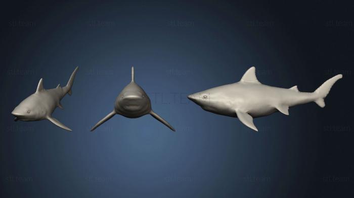 3D модель Тигровая акула 2 2 (STL)