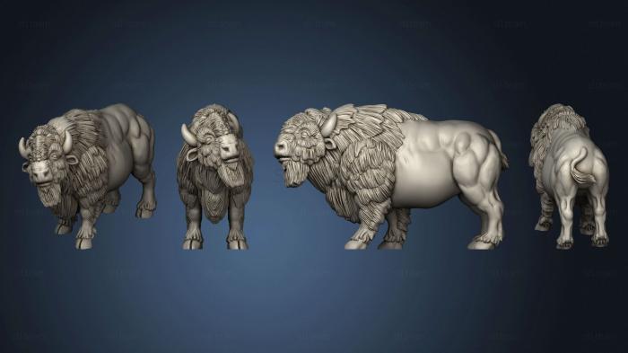 3D model american buffalo 01 (STL)