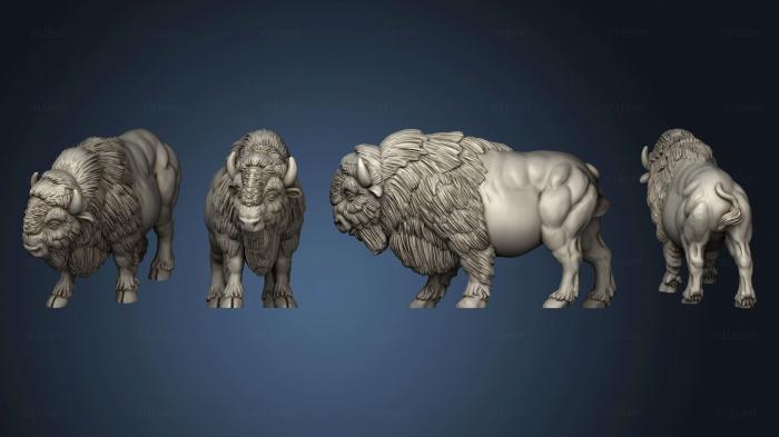 3D model american buffalo 02 (STL)