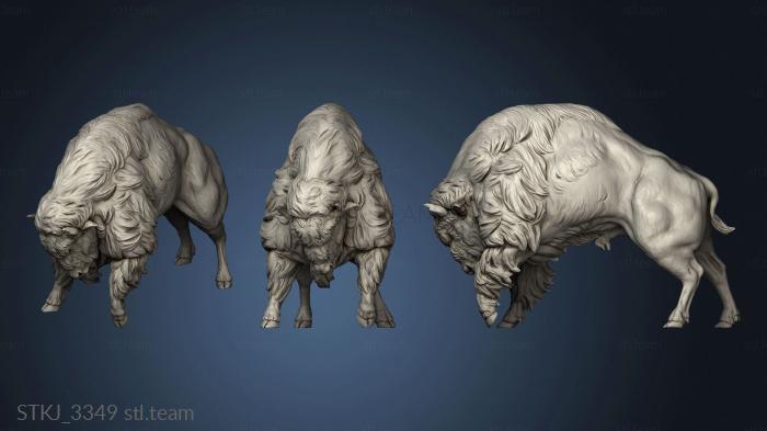 3D model Animal American Bison fight (STL)