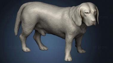 3D model beagle dog (STL)