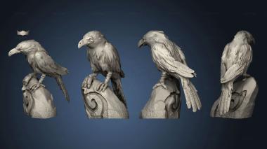 3D model Birds Crow (STL)