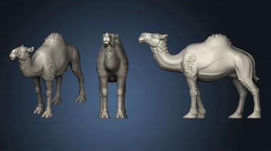 3D model camels CAMEL NAKED (STL)