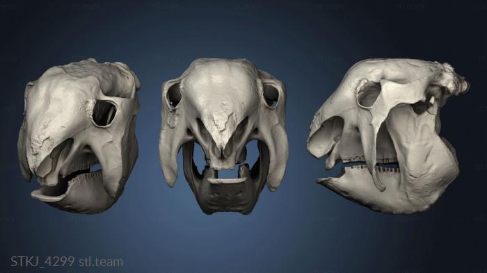 Glyptodon skull