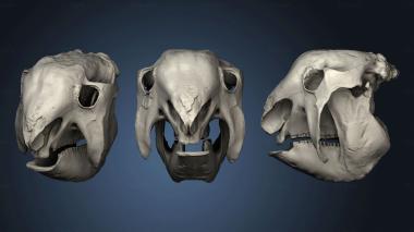 3D model Glyptodon skull (STL)