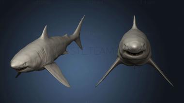 3D model Great White Shark saecong (STL)