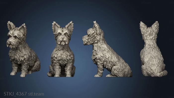 3D model harvey yorkshire terrier (STL)