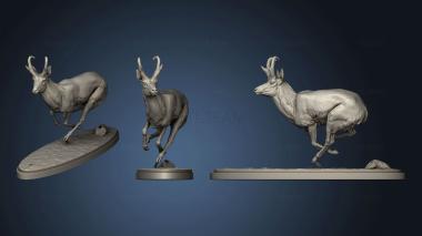 3D model pronghorn chase (STL)