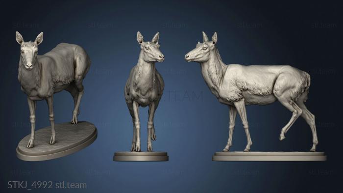 3D model Pronghorn Female (STL)