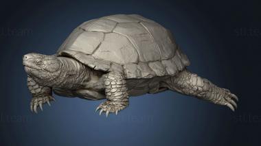 3D model Mousin Turtle (STL)