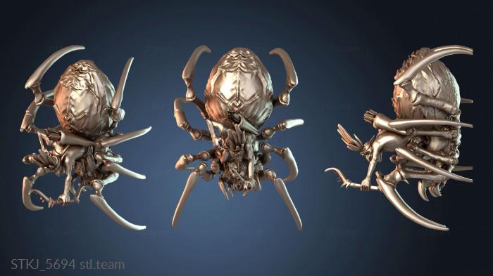 Австралийский паук-кавалерист-всадник Боумен Вэлиант