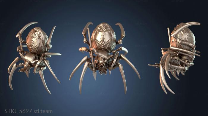 Австралийский паук-кавалерист Решительный