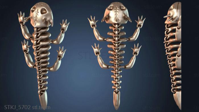 Скелет аксолотля