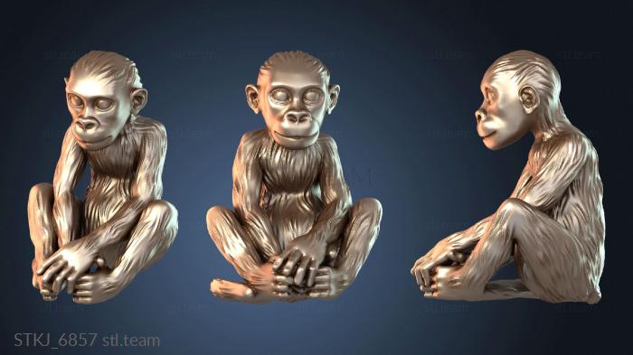 Обезьяна Зани