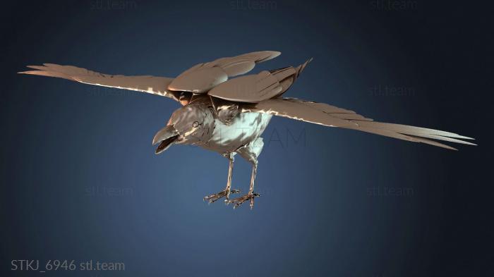 Noggins Raven Folded