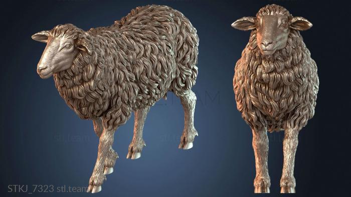 Овечье спокойствие