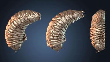 3D model Tier Neutral Larvae (STL)