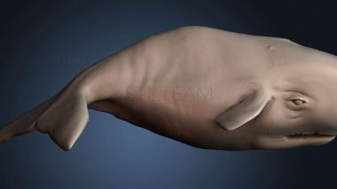 3D модель Баллена рыба (STL)