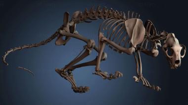 3D model Mountain lion skeleton (STL)