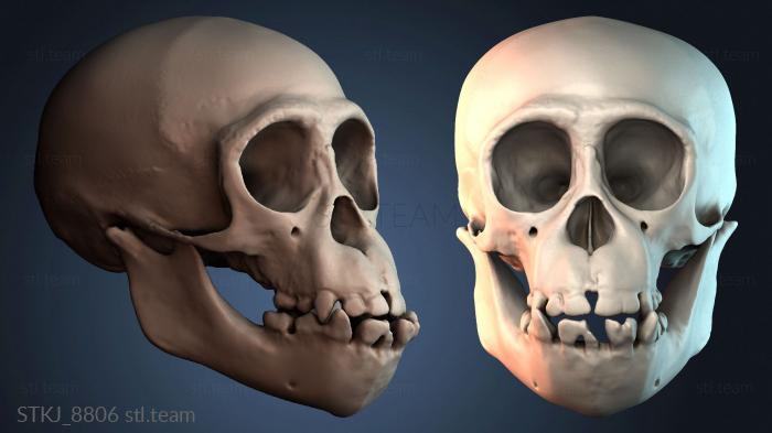 Статуэтки животных STKJ_8806