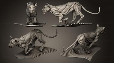 3D model Running lioness ecorche (STL)