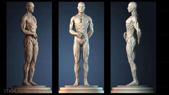 Справочник по человеческим мышцам