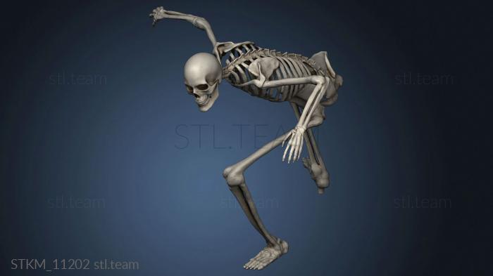 3D model skull surf and skeleton (STL)