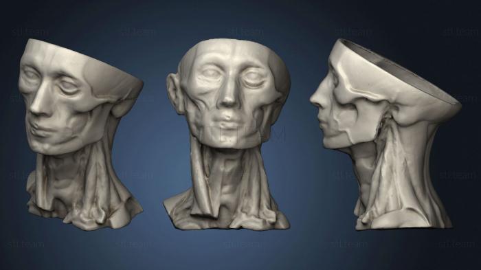 3D model Human Anatomy head 2 (STL)