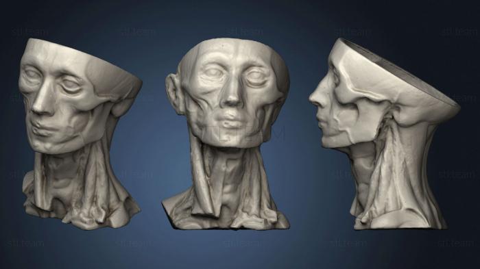 3D модель Анатомия человека голова (STL)