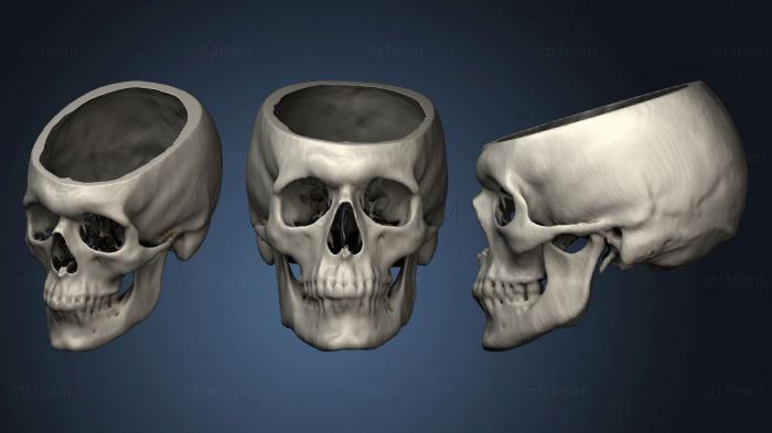 3D model Skull Male 40yo (STL)