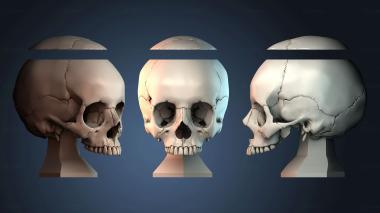 3D model VAZA_2669 (STL)